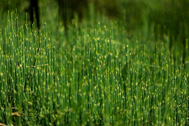 Green grass in the field