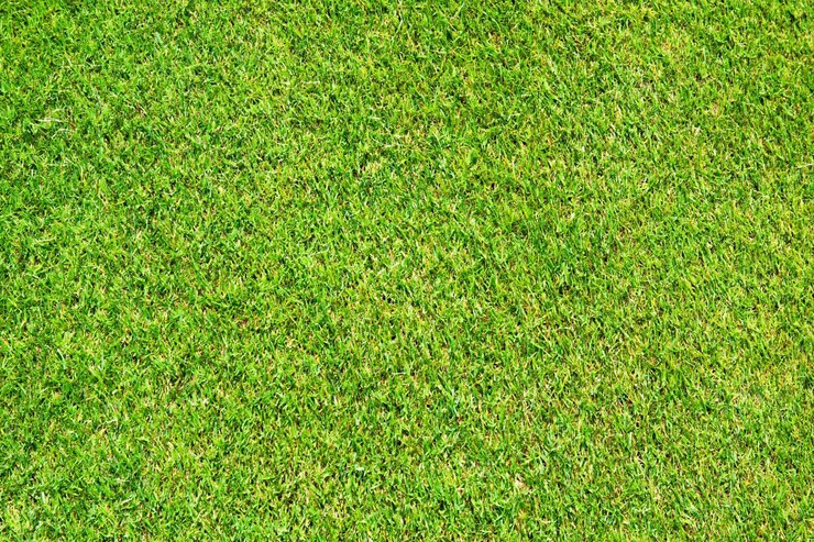 Foto green grass field