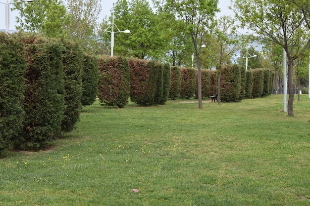 green grass fields park