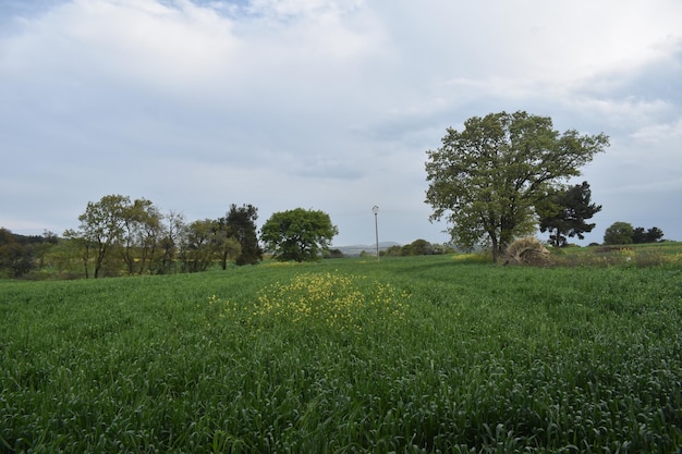 green grass fields park