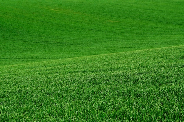 Green grass fields suitable for backgrounds or wallpapers natural seasonal landscape Southern Moravia Czech republic