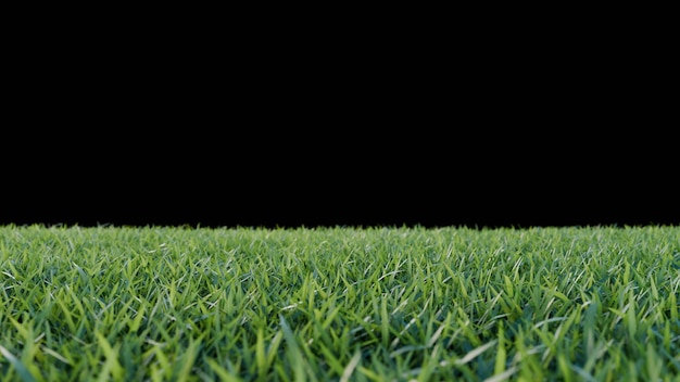 green grass and flower on black background