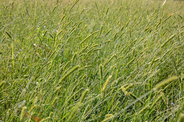 Foto campo di fiori di erba verde