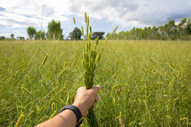 Green grass flower handles on the grass's natural background.