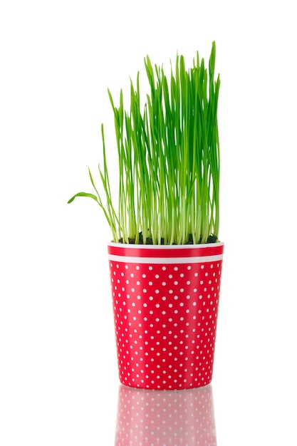 Green grass in a flowerpot isolated on white