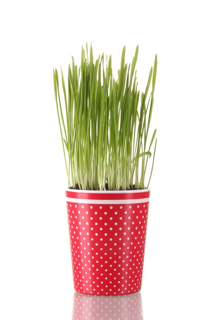 Green grass in a flowerpot isolated on white