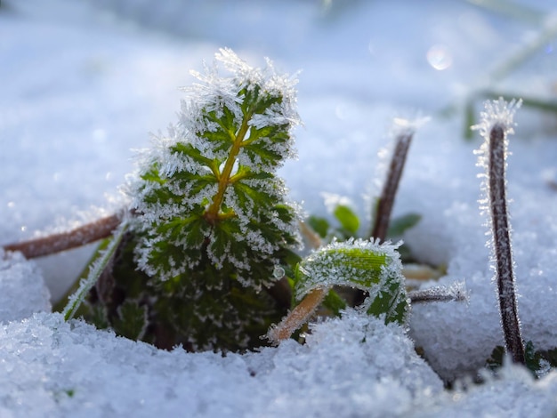 Green grass and flowers covered with frost in the snow on a Sunny day