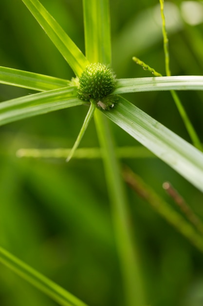 파피루스 사초라고도하는 Cyperus involucratus (우산 식물)의 푸른 잔디 꽃,