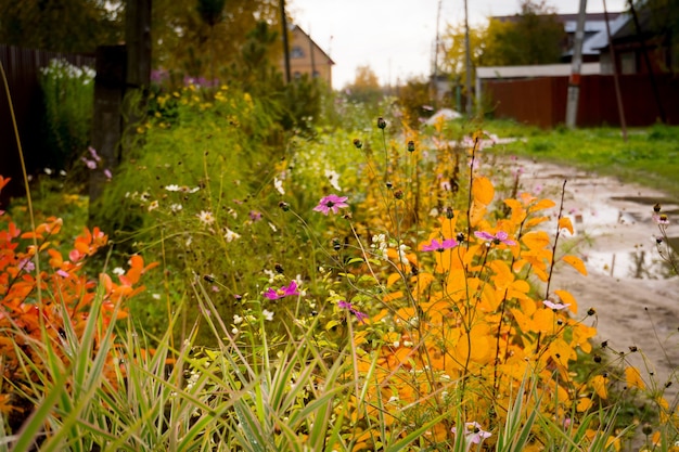 Green grass and flowers during early autumn season.