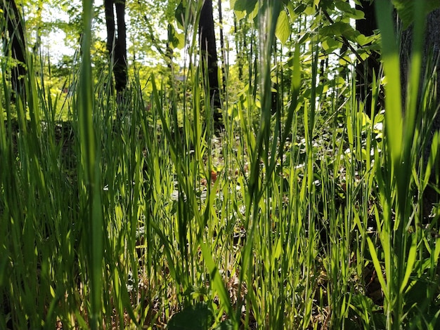 森の中の緑の草街の芝生木々の間からの太陽光線とまぶしさ水平方向の写真春または夏の森エコロジーコンセプトぼやけたボケ