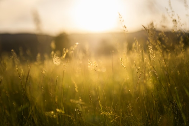 Erba verde in una foresta al tramonto. priorità bassa vaga della natura di estate.