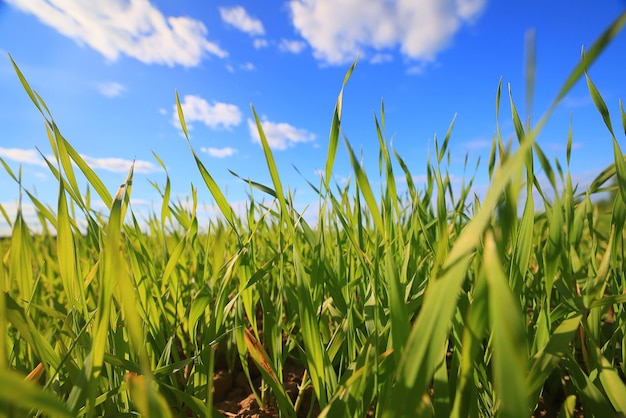 green grass fresh shoots wheat, green grass field summer background