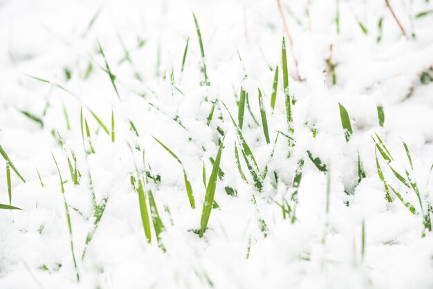 Green grass from under the snow