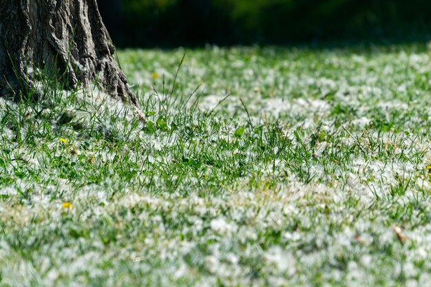 Photo green grass full of spring pollen in the parks of the community of madrid in spain