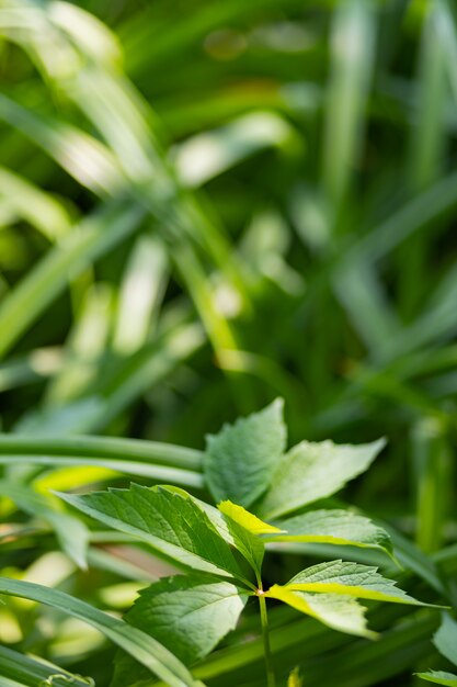 Green grass in the garden. Green leaves of wild grapes in the grass. Natural background from plants. Eco concept