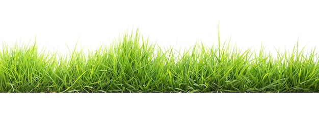 Green grass in garden isolate on white