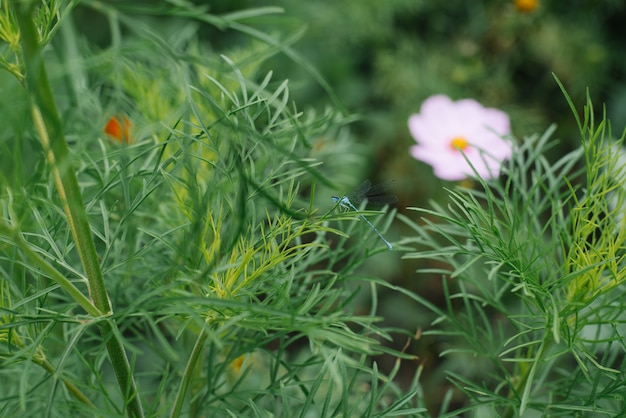 Green grass in the garden