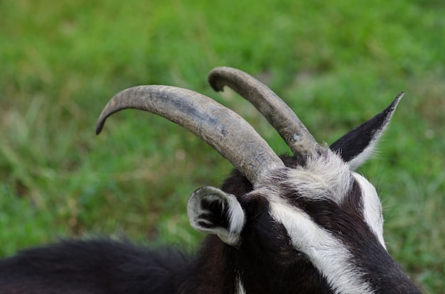 green grass and  goats horns