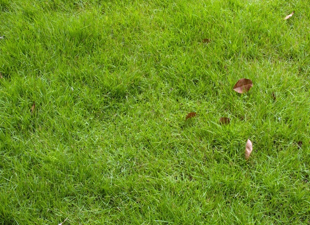 Green grass ground and some brown leaves