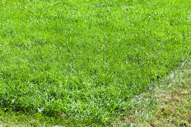 Green grass growing in the field and various plants including for feeding domestic animals and grazing livestock