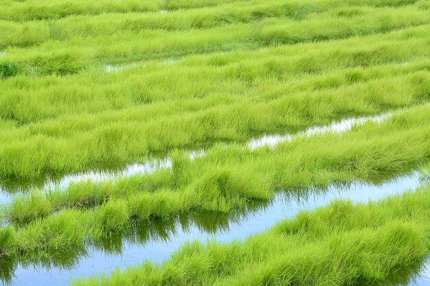 Green grass growing on a marsh land