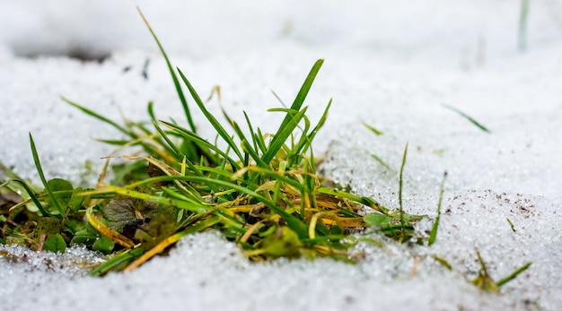 Erba verde che cresce dalla neve