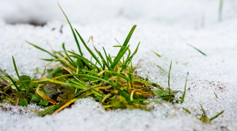 Keep Your Lawn Healthy and Lush (Even in the Winter)