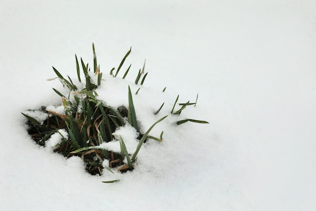 Green grass growing through snow outdoors Space for text