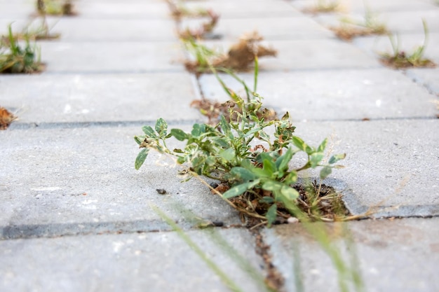 Green grass grows from the joints of paving slabs