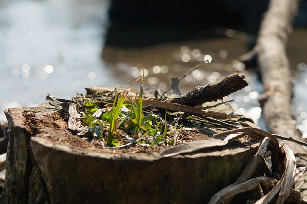 Green grass grows from a stump Stump near the river with blurred background