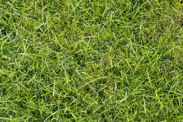 green grass grows on the lawn close-up background