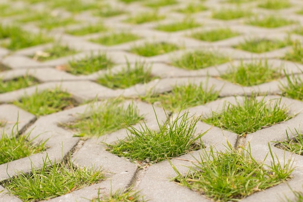 L'erba verde cresce attraverso il primo piano delle pietre per lastricati