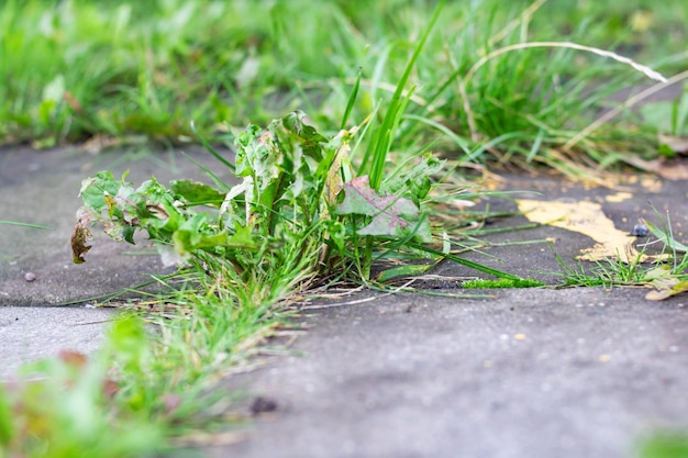 写真 緑の草が歩道のタイルを通して成長します