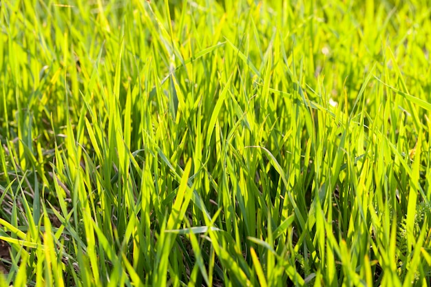 Green grass illuminated by sunlight to yellow, field or meadow