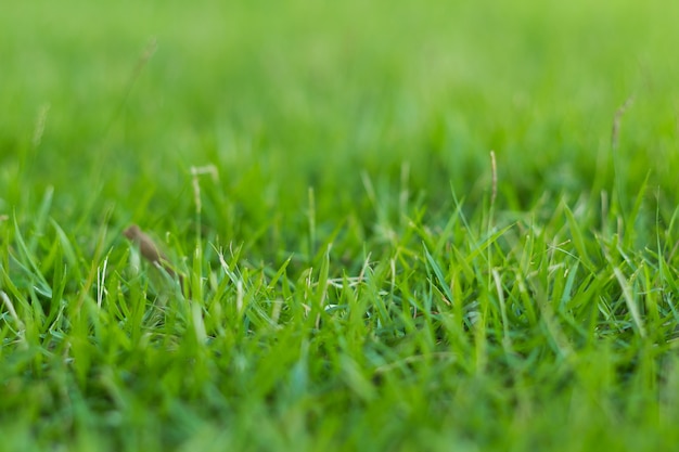 Фото Зеленая трава в саду (мягкий фокус)