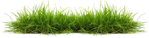 Photo a green grass is growing in a white background