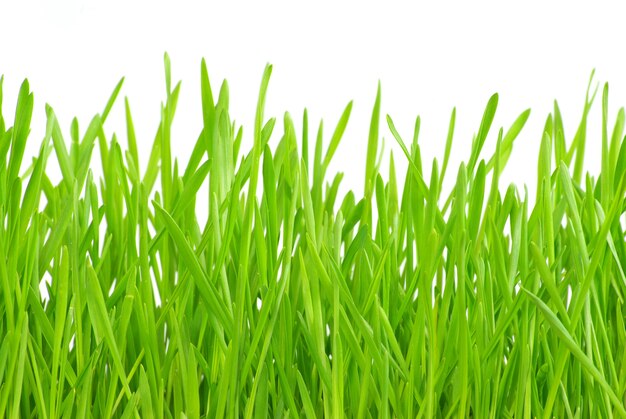 Green grass isolated background