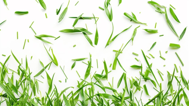 Green grass isolated on white background Flat lay top view