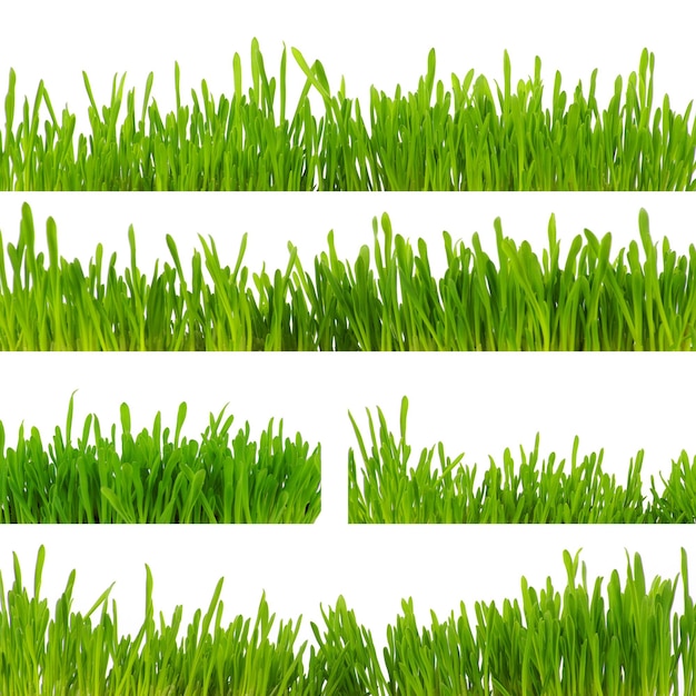 Green grass isolated on white background