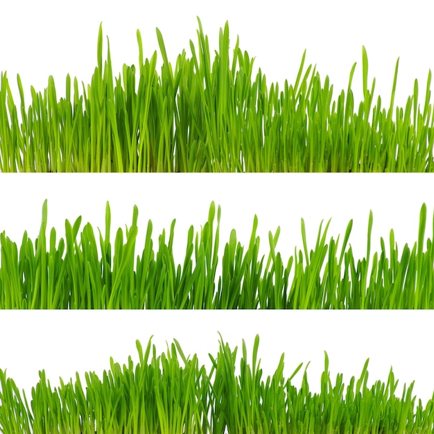 Green grass isolated on white background