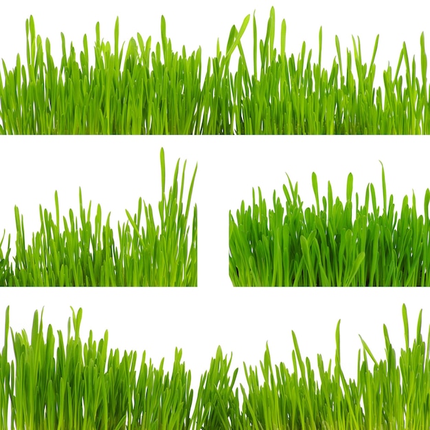 Green grass isolated on white background