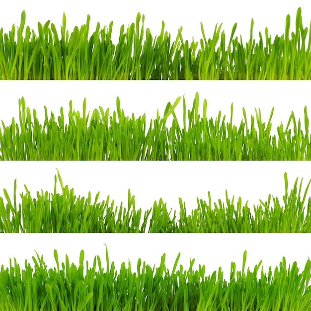 Green grass isolated on white background