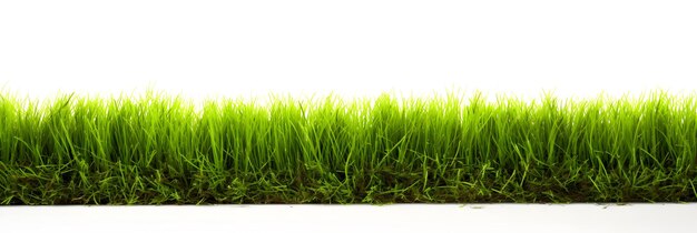 Photo green grass isolated on white background