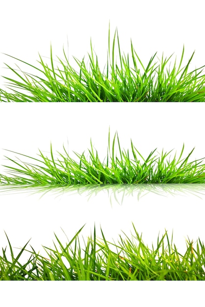 Green grass isolated on white background