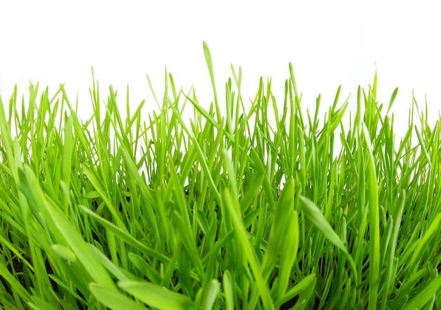 흰색 배경에 고립 된 녹색 잔디