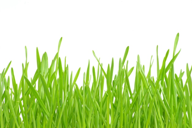 Green grass isolated on white background