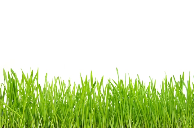 Green grass isolated on white background