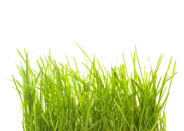 Green grass isolated on white for design