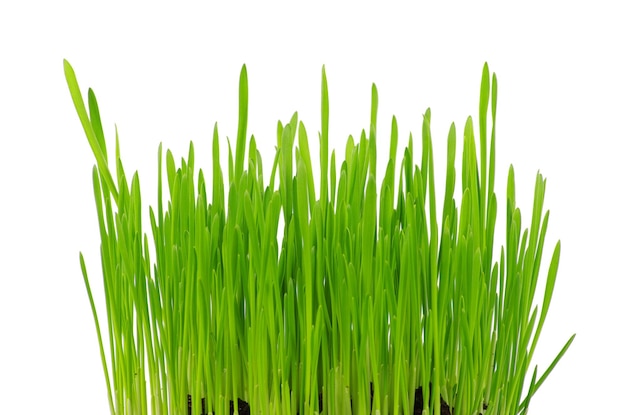 Зеленая трава, изолированные на белом