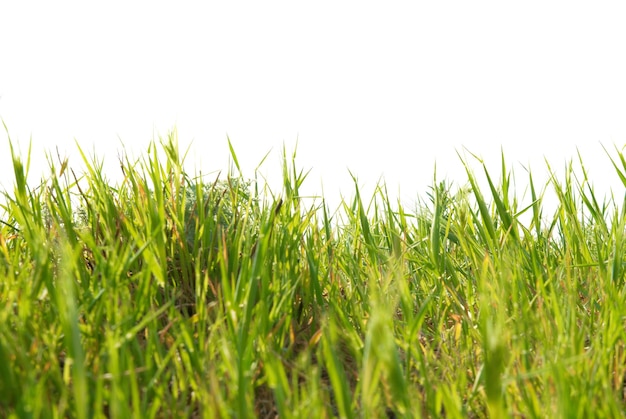 Photo green grass isolated